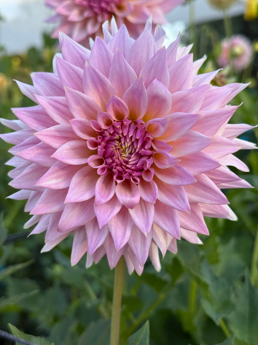 Lee's Grand Budapest