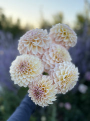 KA’s® Cinder Rose