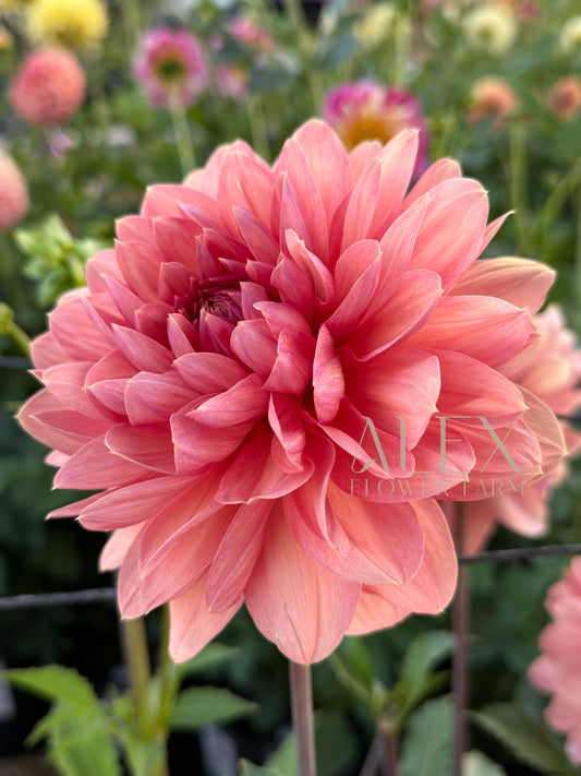 Château de la Bourdaisière