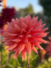 Eagle's Coral Baskin