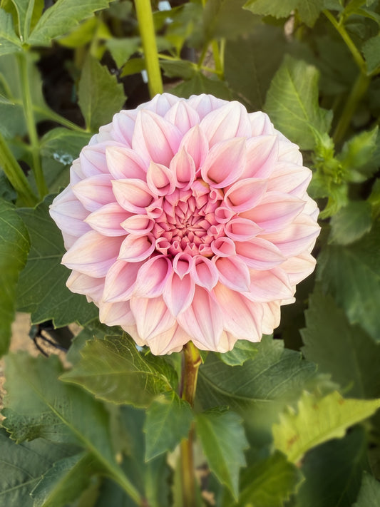 Bell's Sweet Serendipity