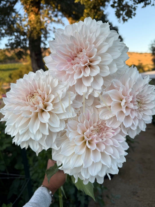 Everbloom First Dance