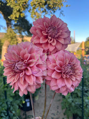 Lileah Caramel Rose