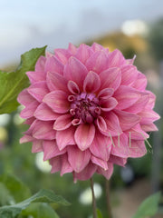 Lileah Caramel Rose