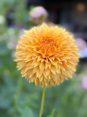 Florelie Dandelion