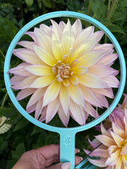 Garden Of Love