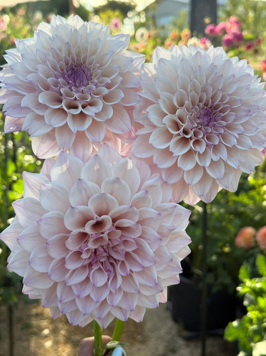 KA’s Pearl®
