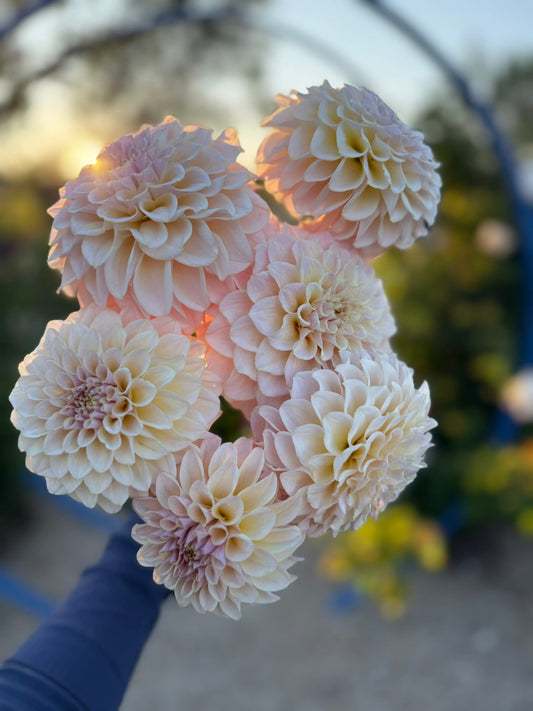 KA’s® Cinder Rose