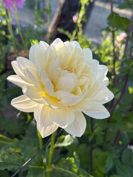 Hollyhill Creamy