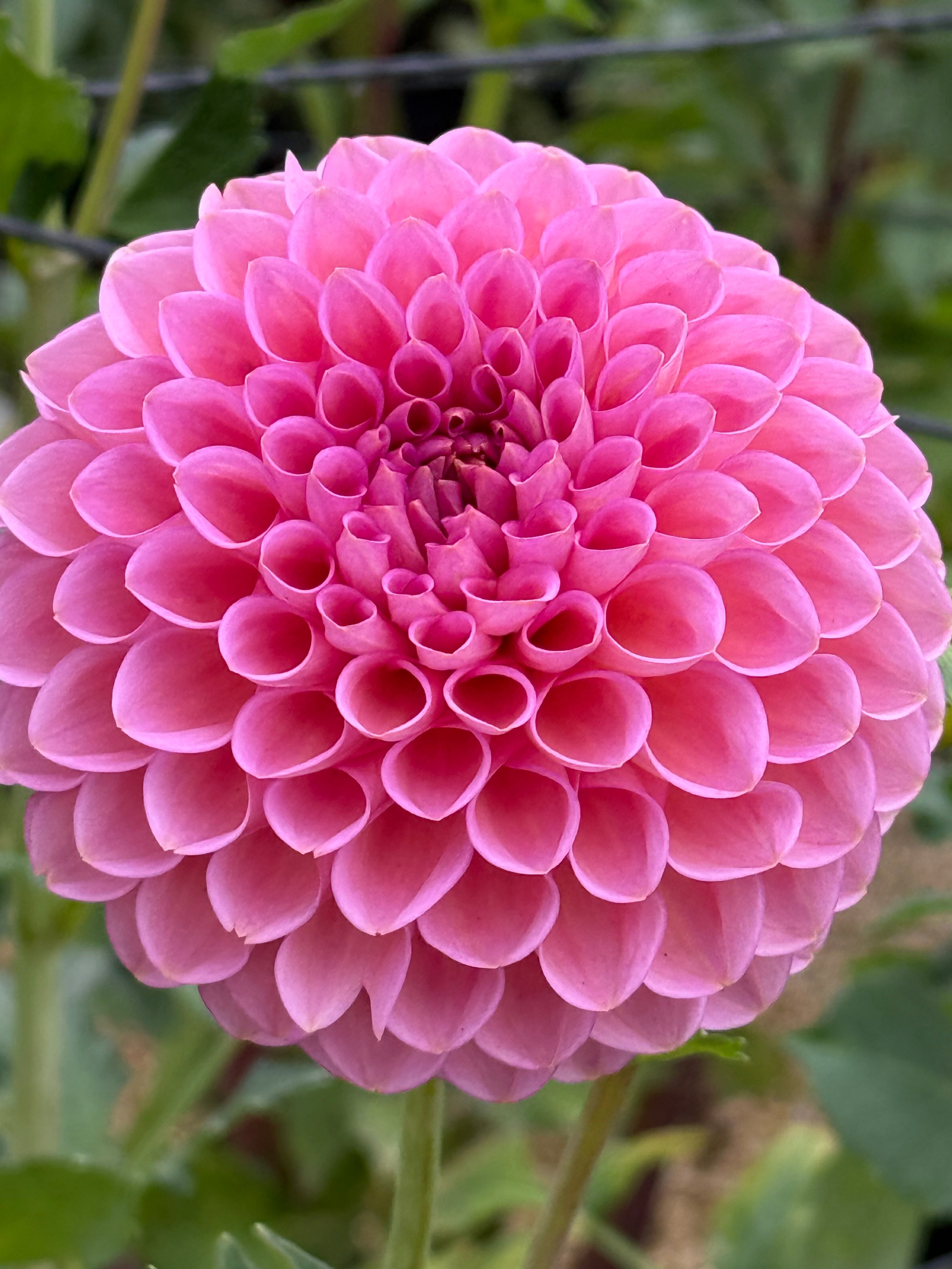 Westerton Pearl