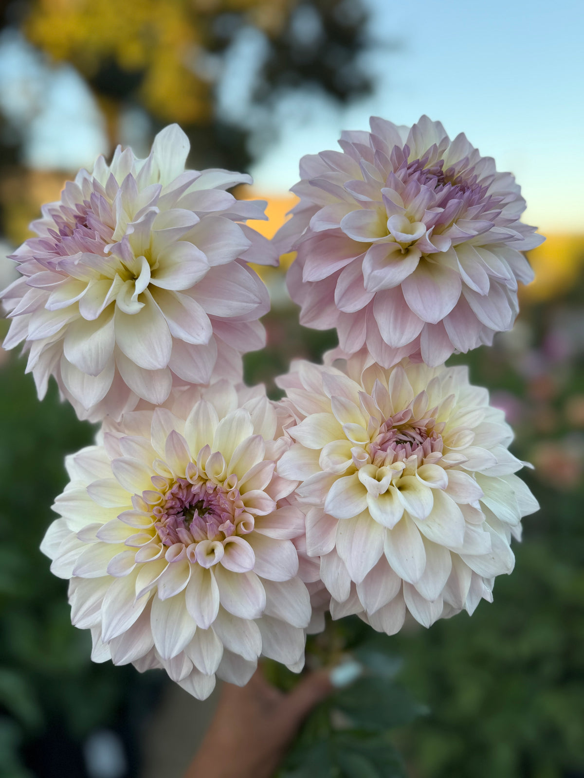 Mayberry's Lavender Moon