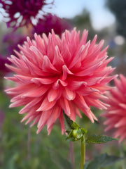 Eagle's Coral Baskin