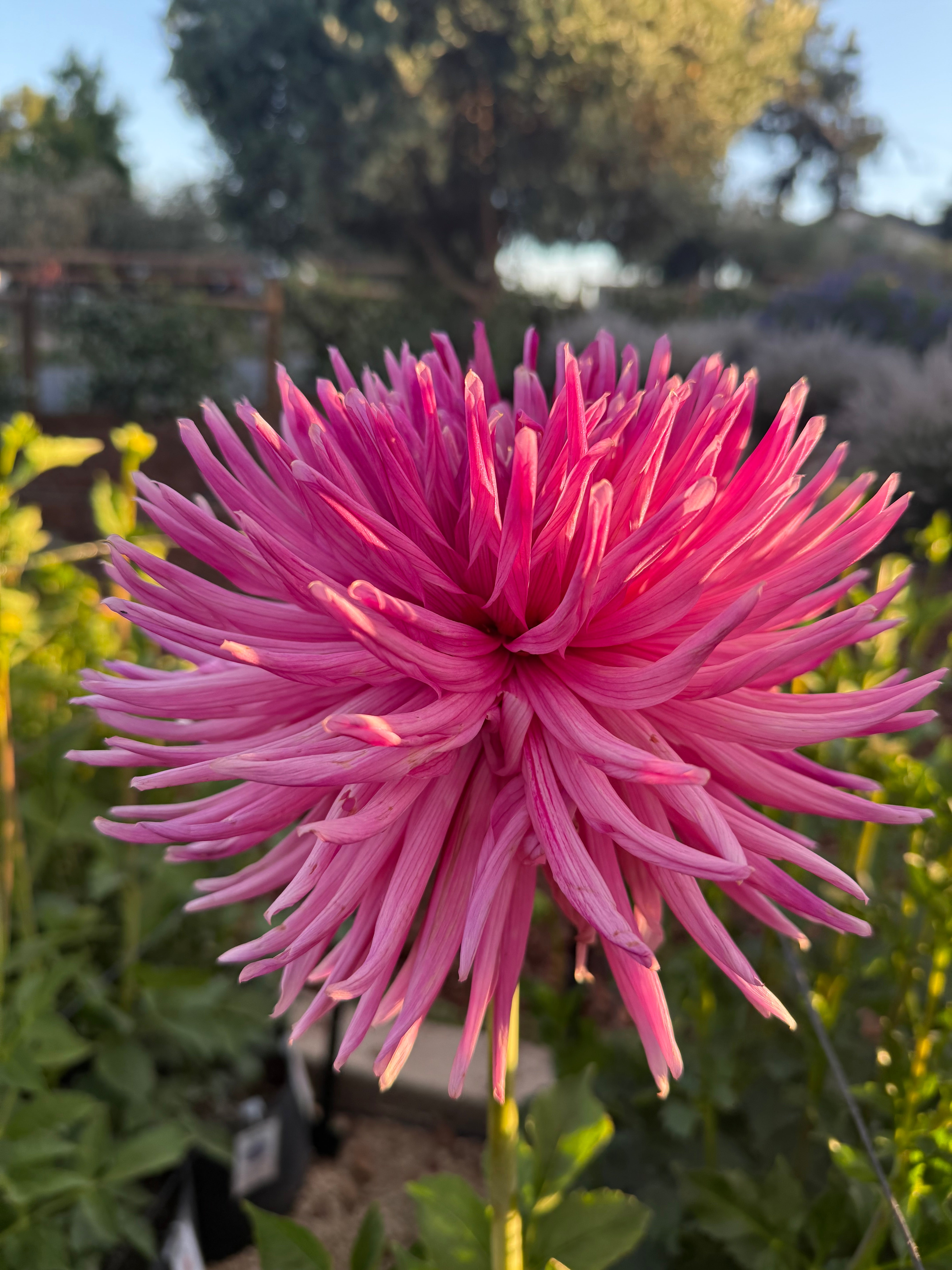 Sandia Barbie