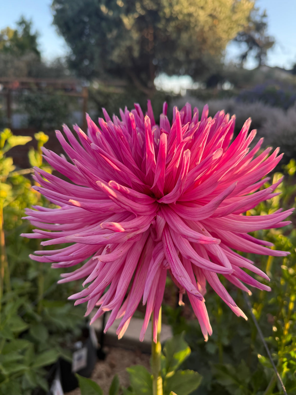 Sandia Barbie