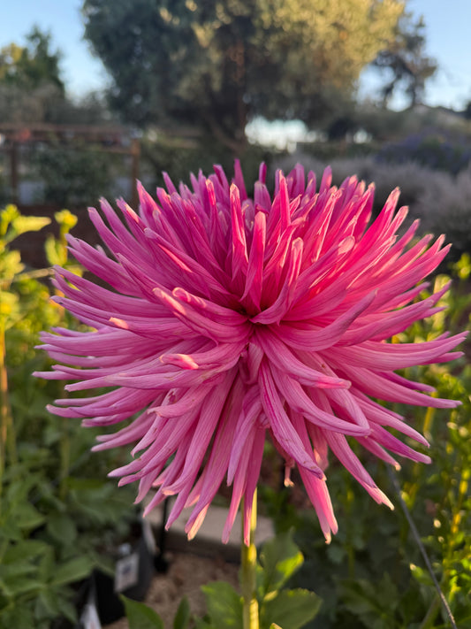 Sandia Barbie