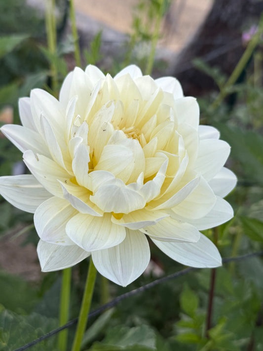 Hollyhill Creamy