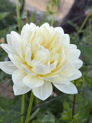 Hollyhill Creamy