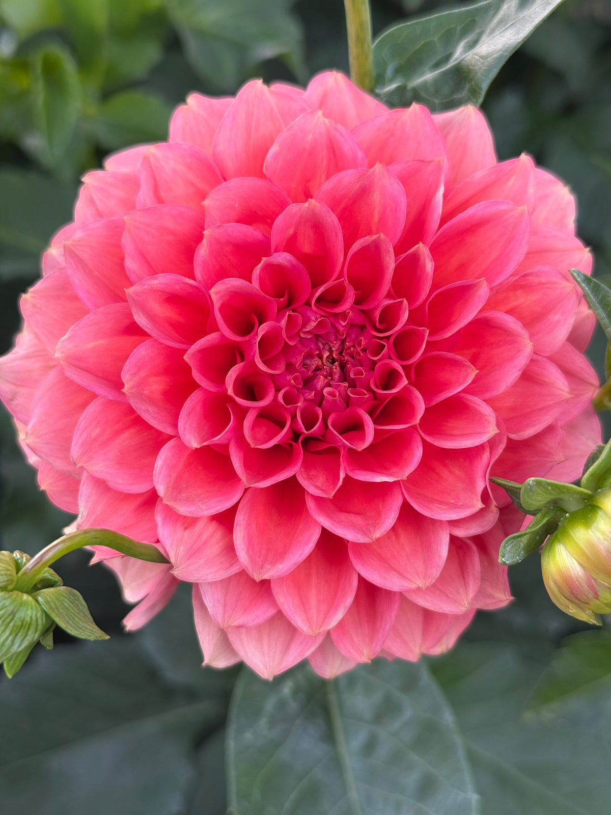 RM Pink Sugar
