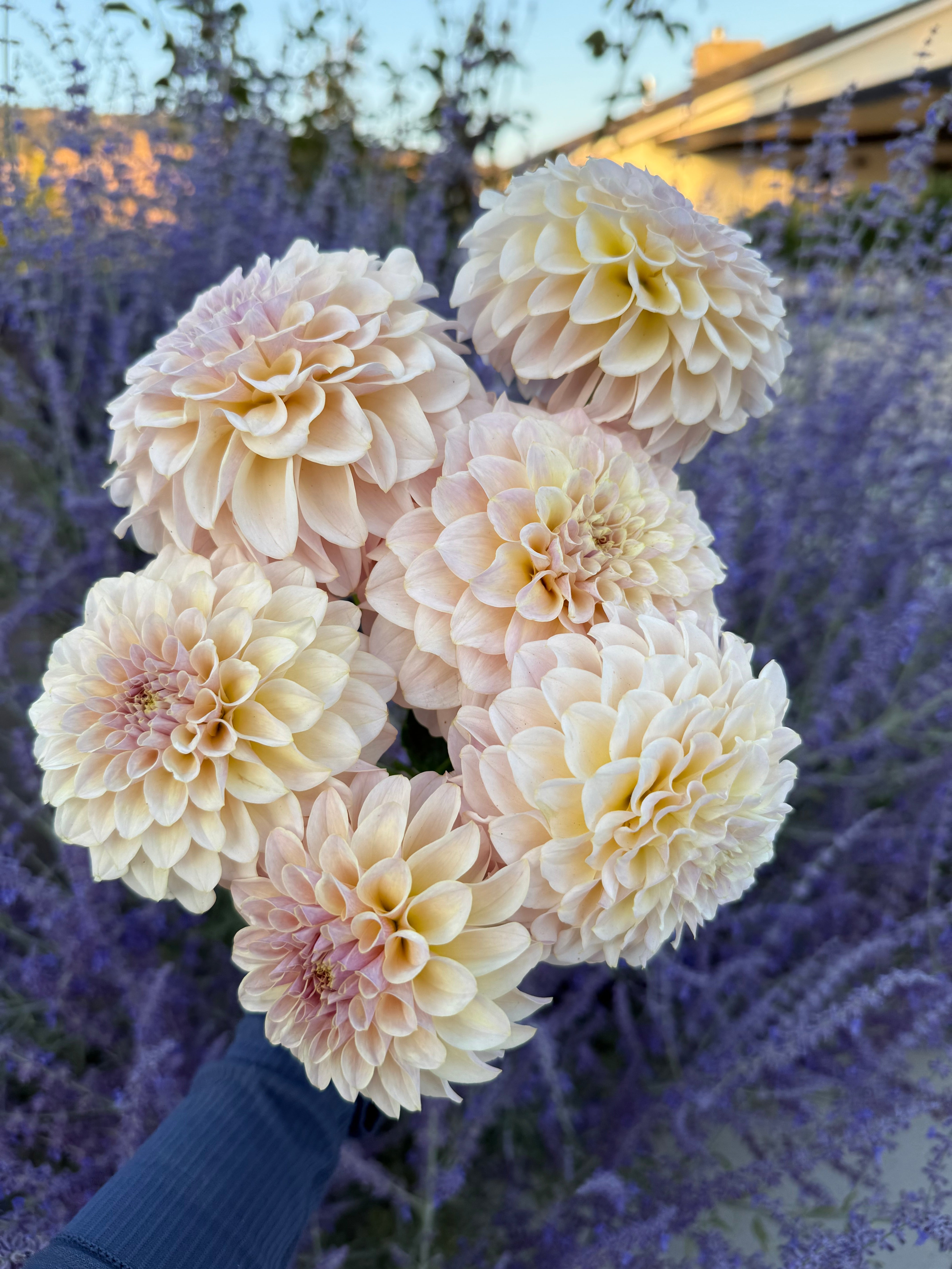 KA’s® Cinder Rose