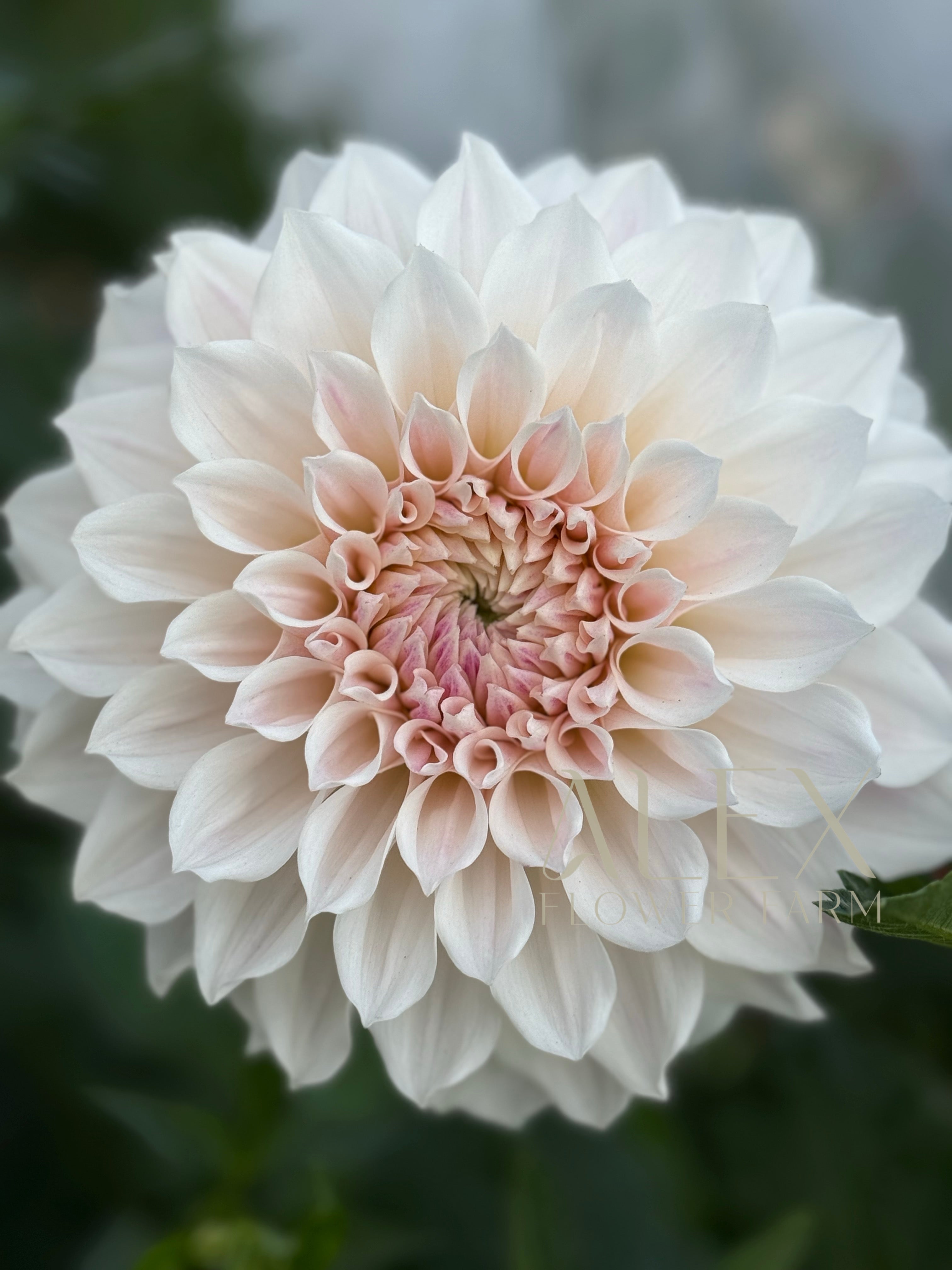 Everbloom First Dance