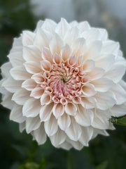 Everbloom First Dance