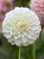 Coorabell Alpine