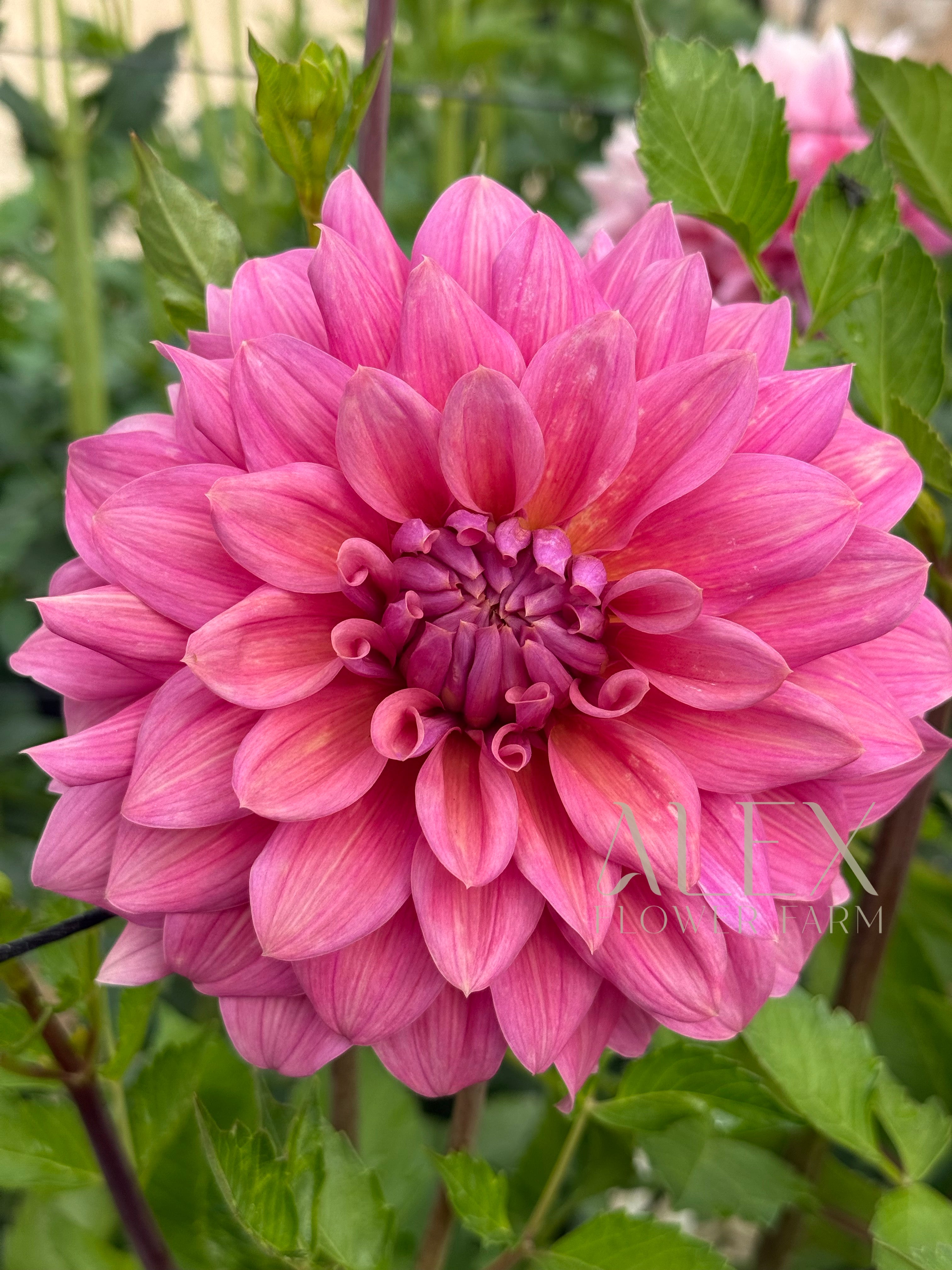 Lileah Caramel Rose