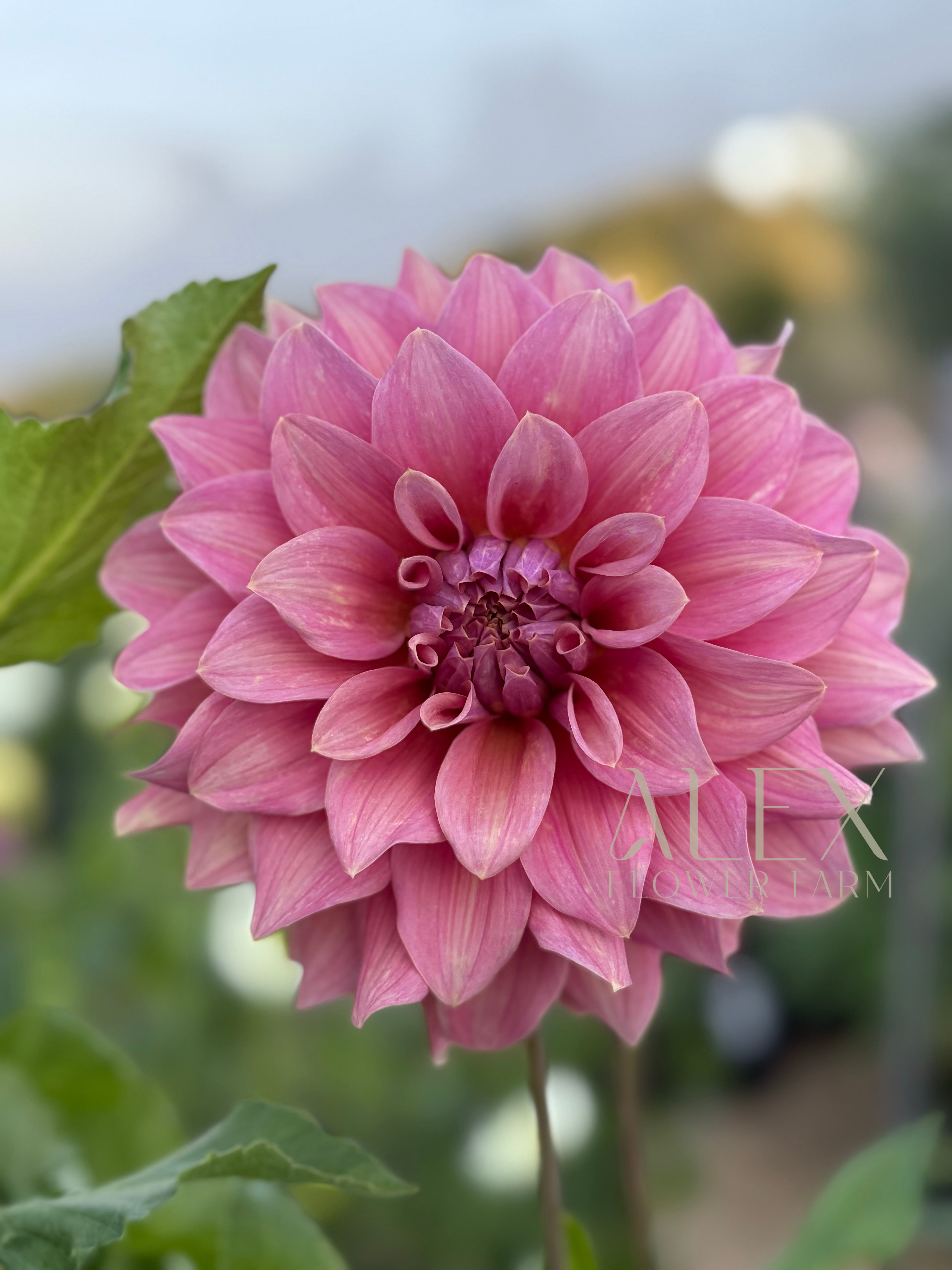 Lileah Caramel Rose