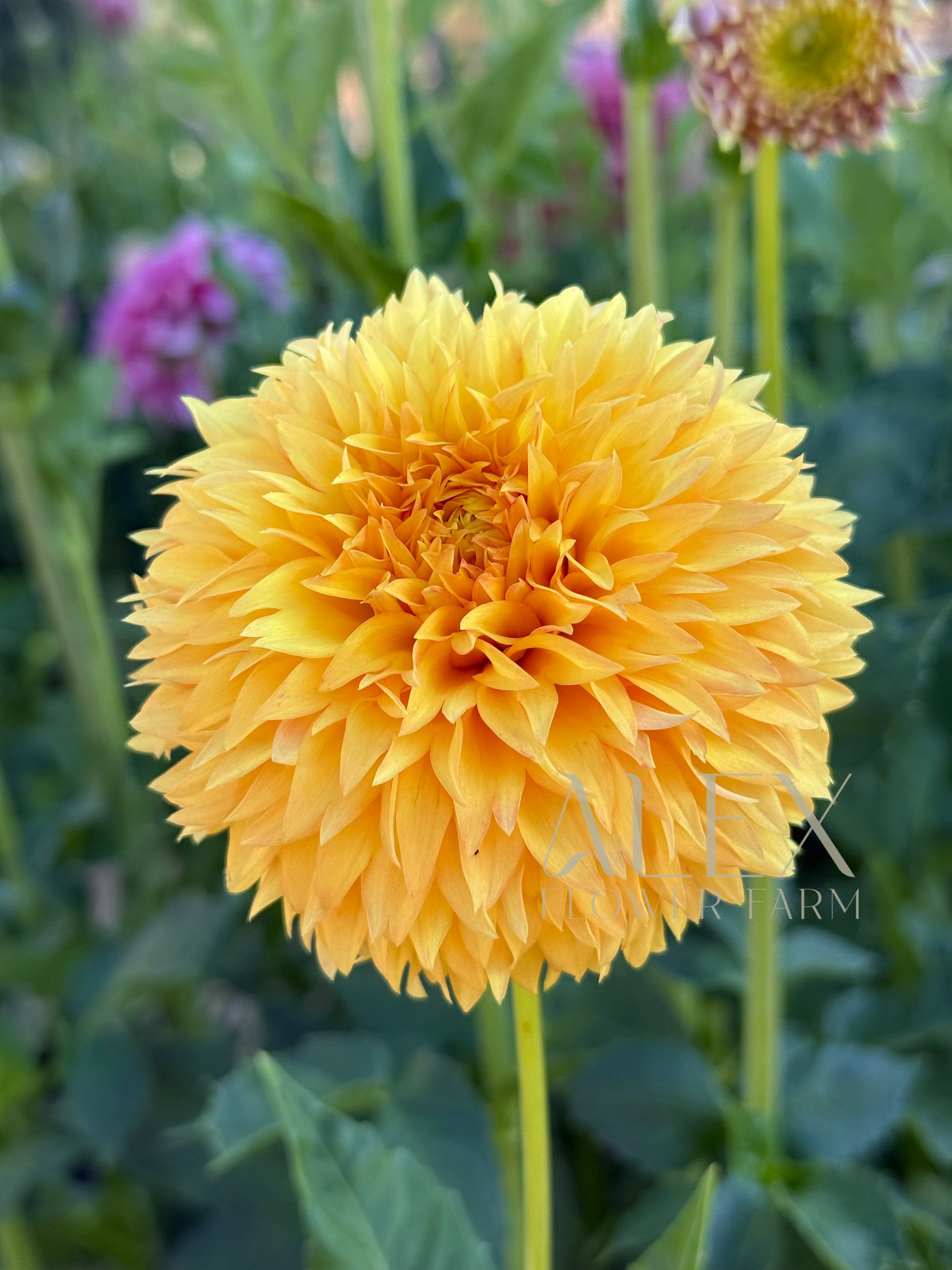 Florelie Dandelion