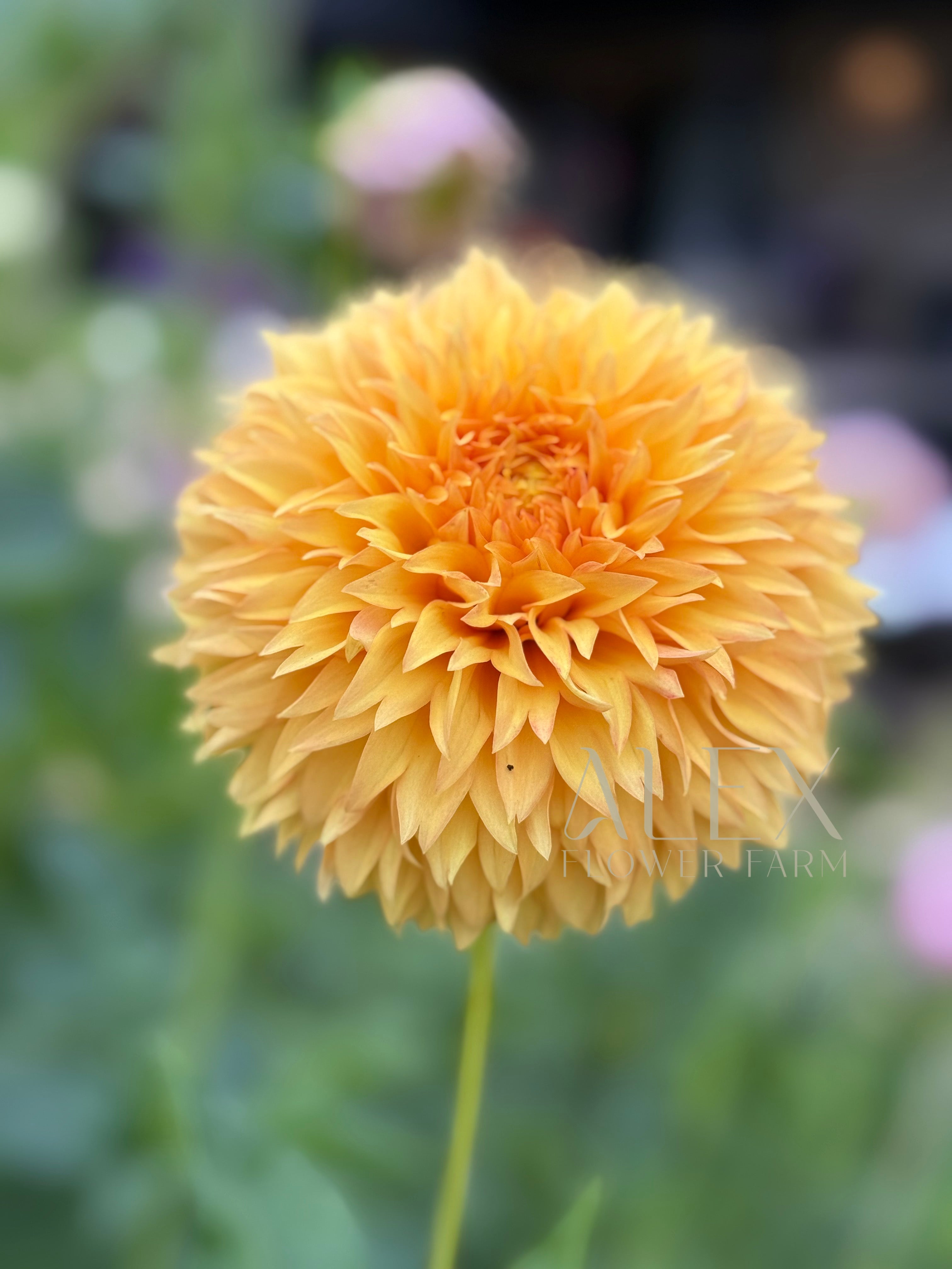 Florelie Dandelion