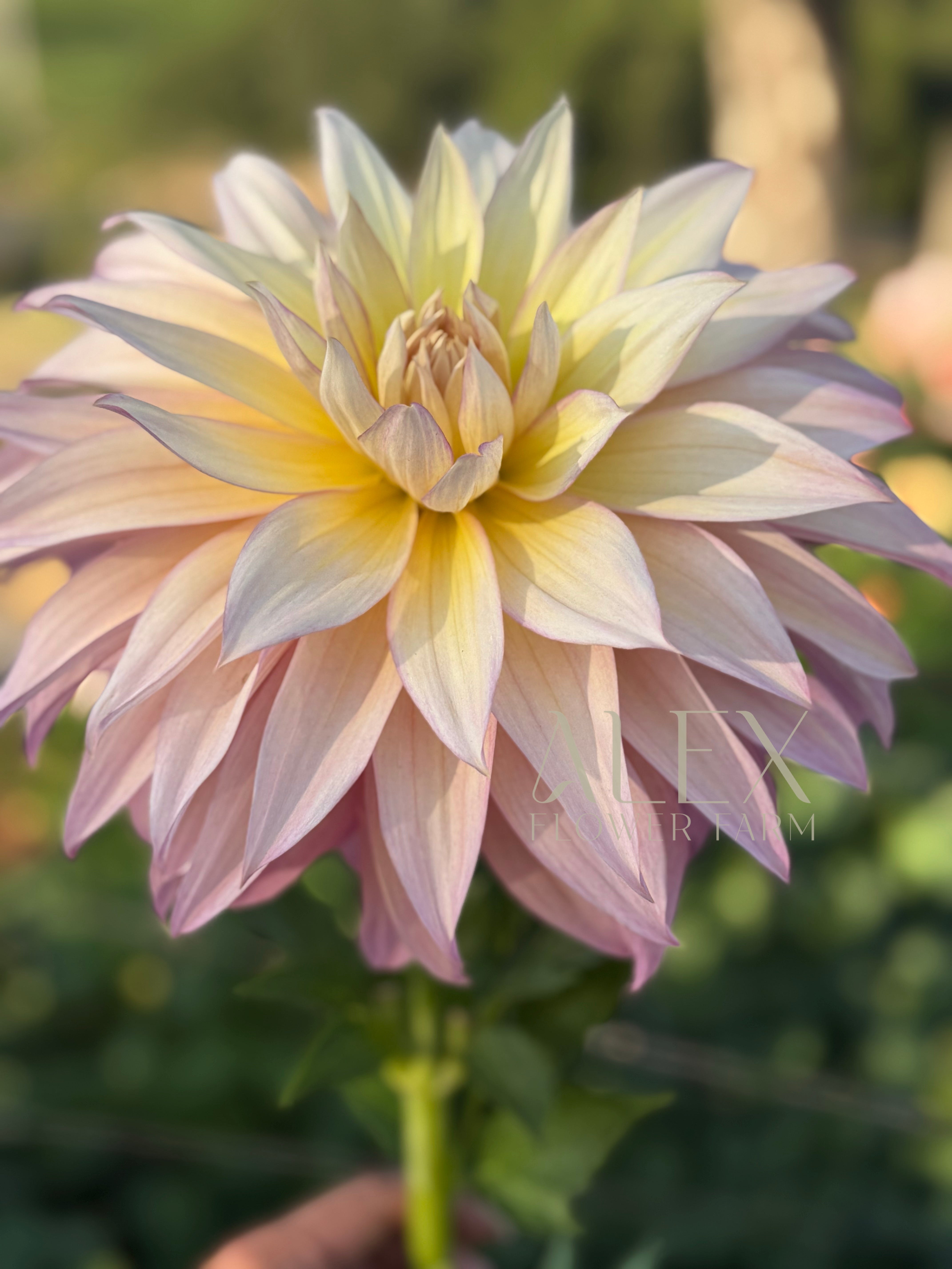 Garden Of Love