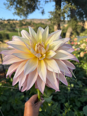 Garden Of Love