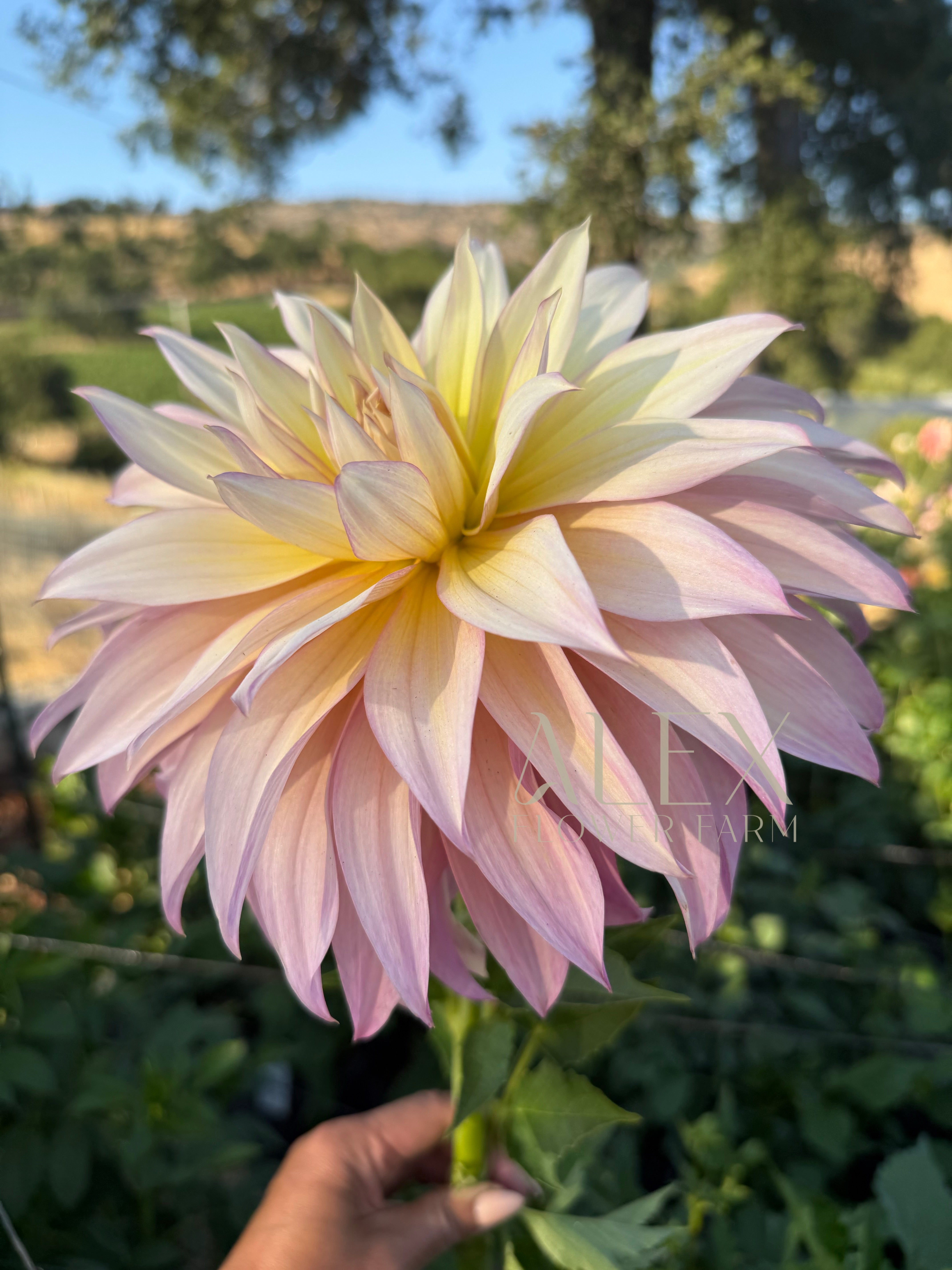 Garden Of Love