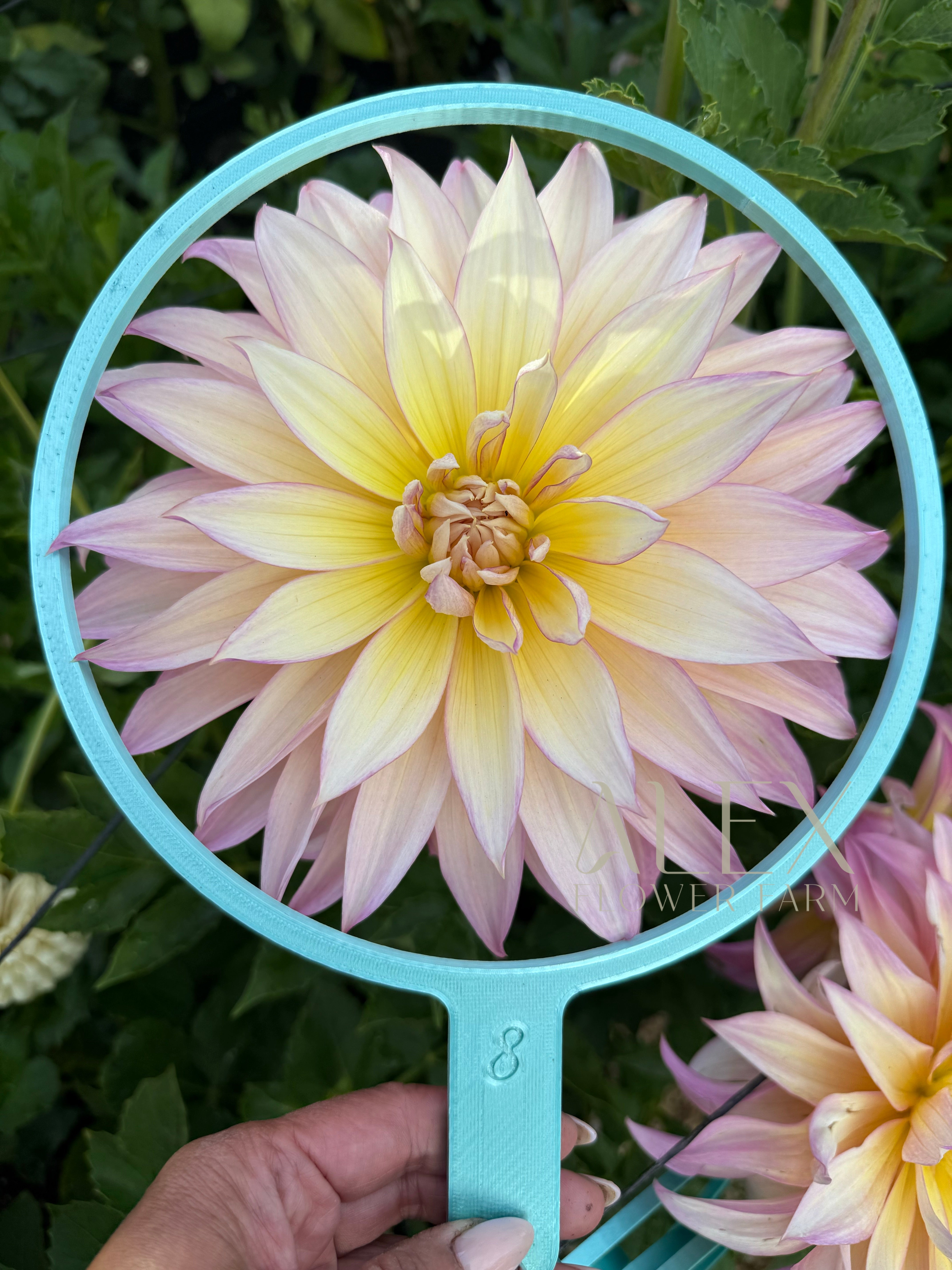 Garden Of Love