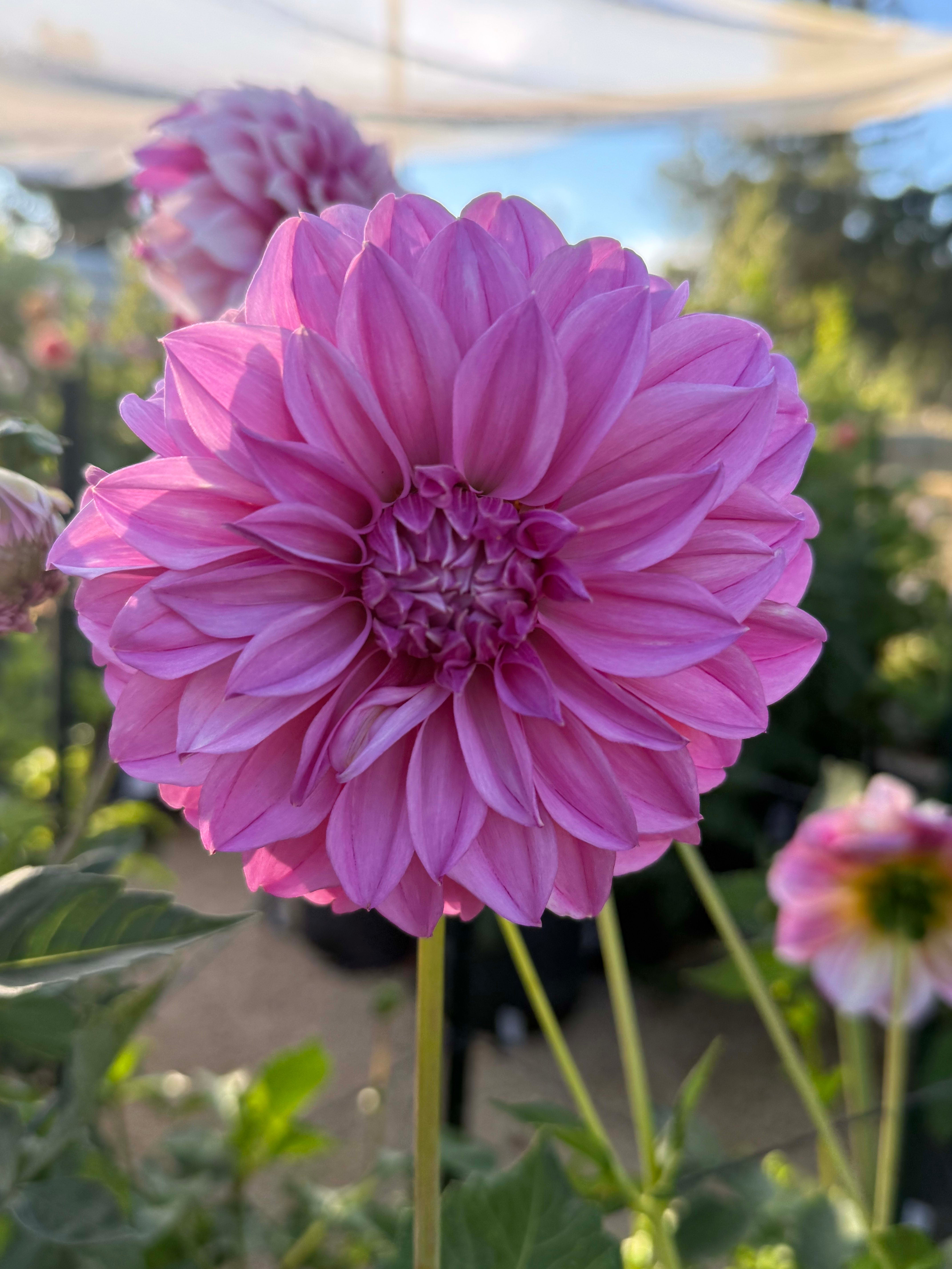 Bell's Roslyn