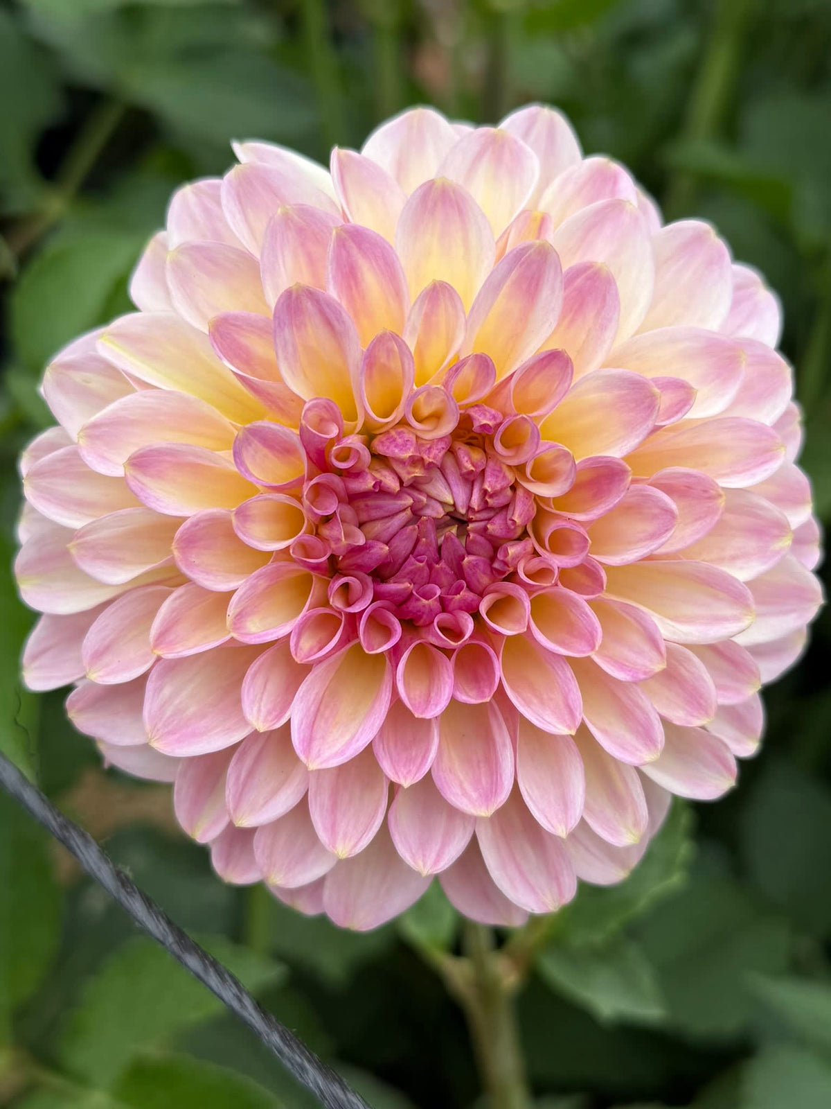 Arnside Rose