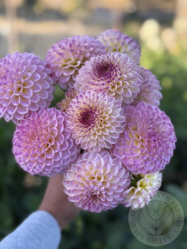 Hapet Pearl