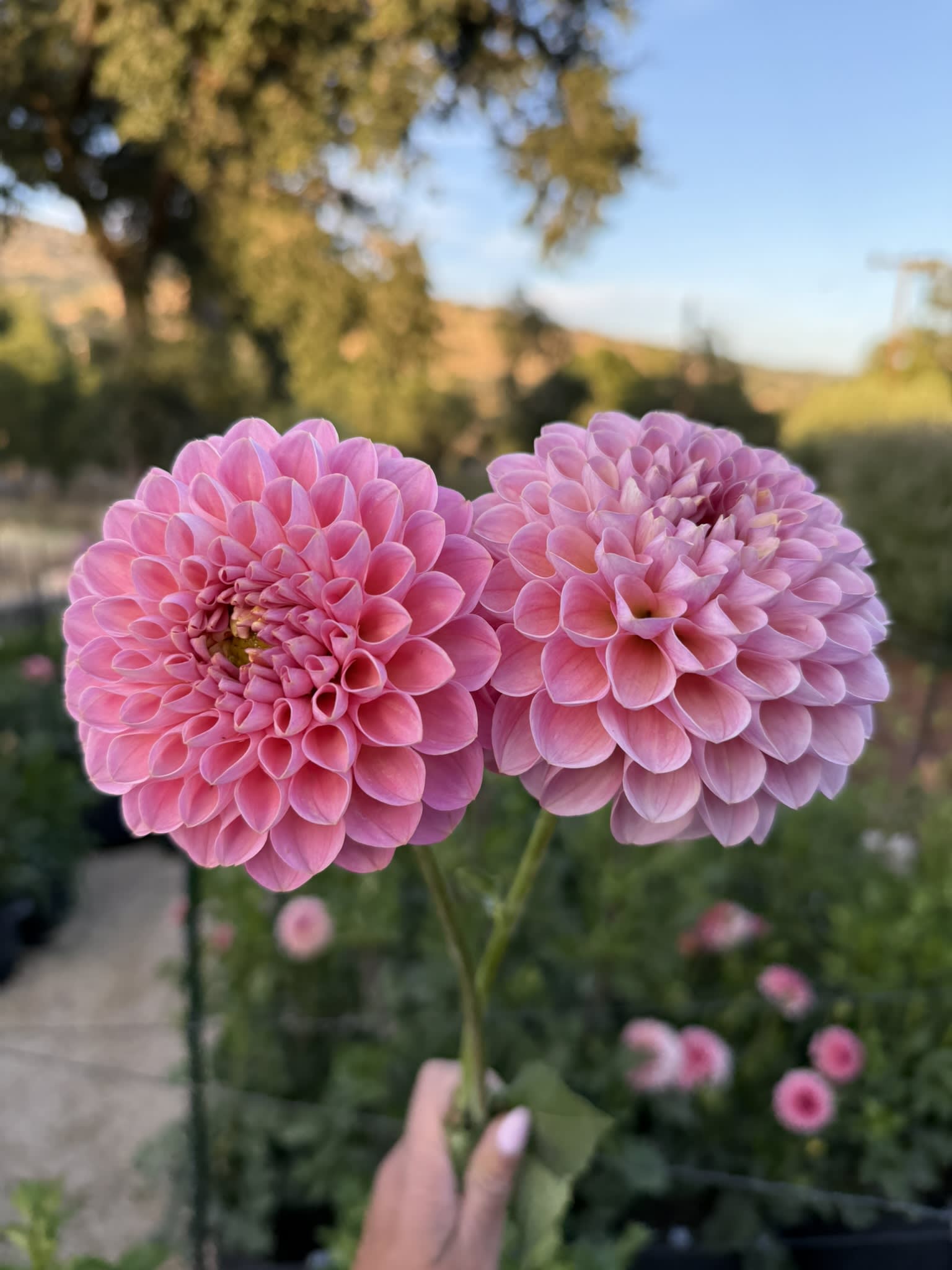 Hamari Rose