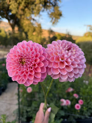 Hamari Rose