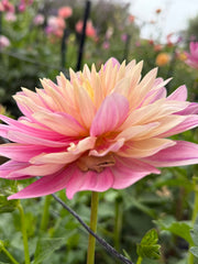 Hollyhill Pink Martini